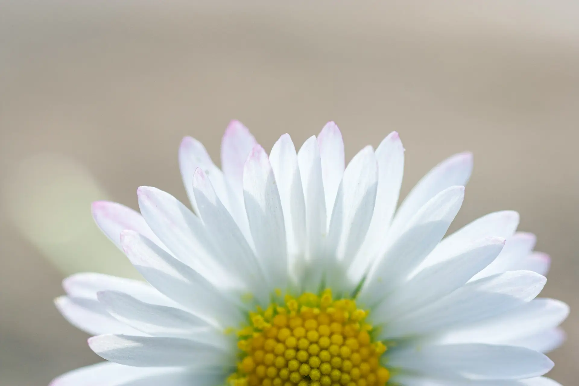 white daisy in bloom during daytime